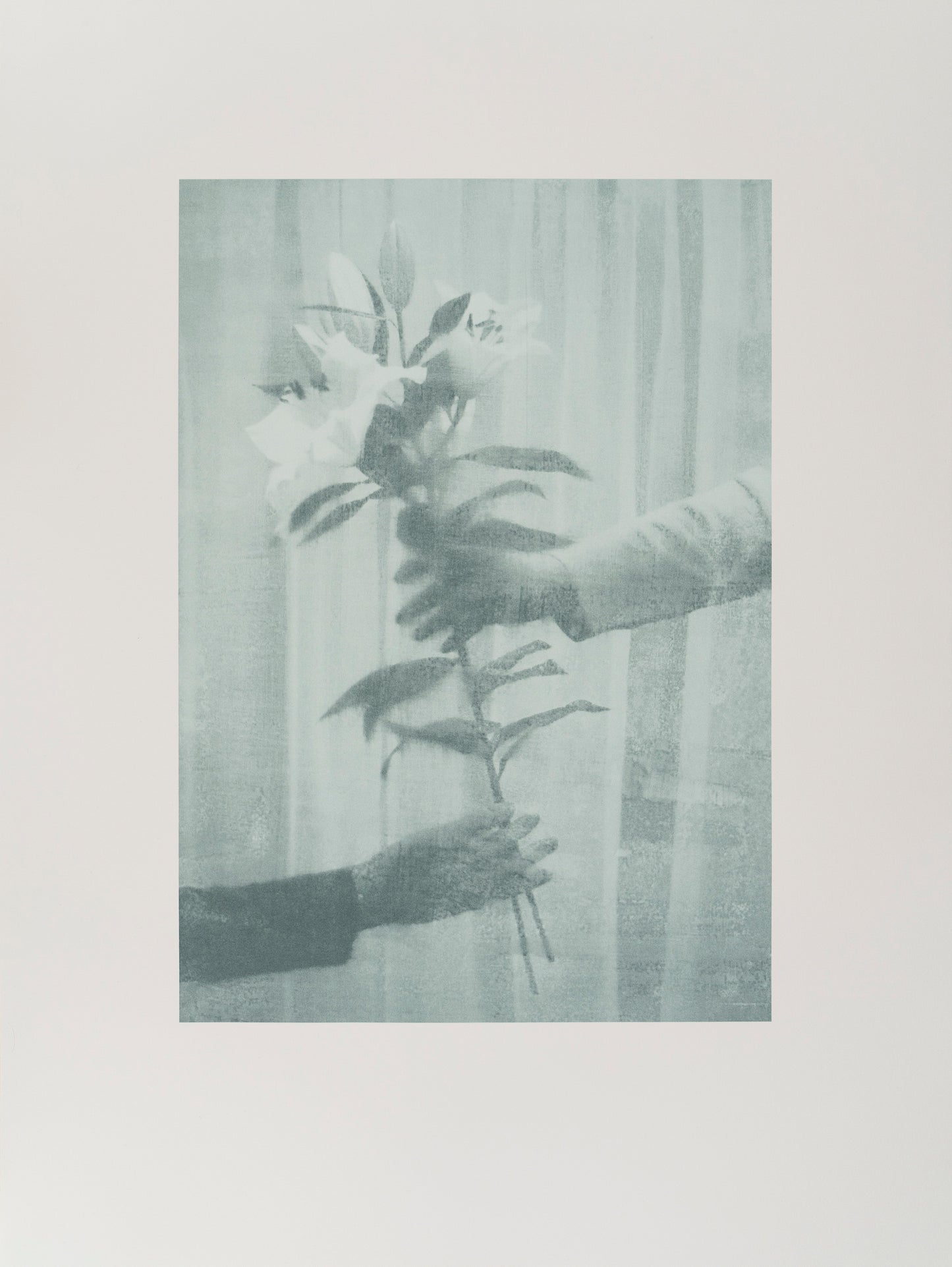 Lilies