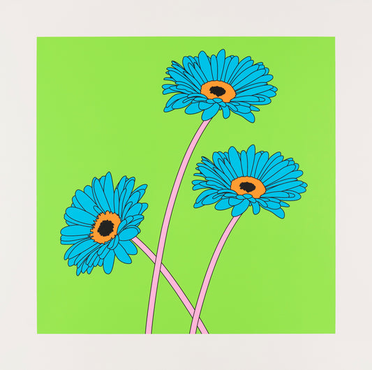 Gerberas