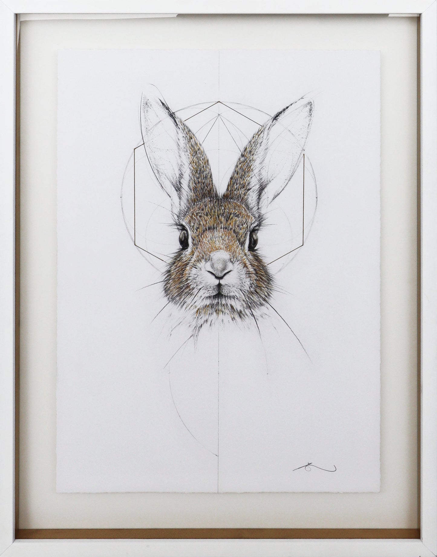 Baby Jack Rabbit - Framed