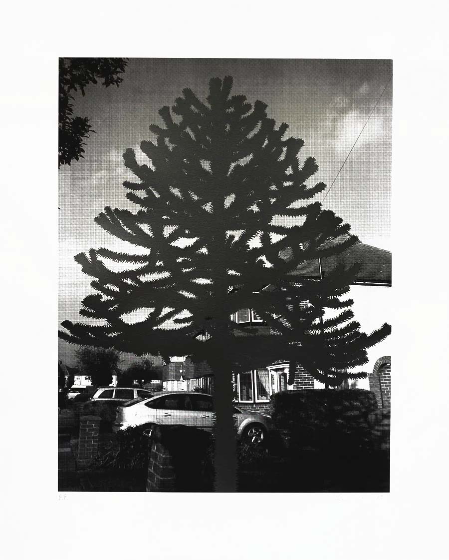 New Empire (Araucaria Araucana II)