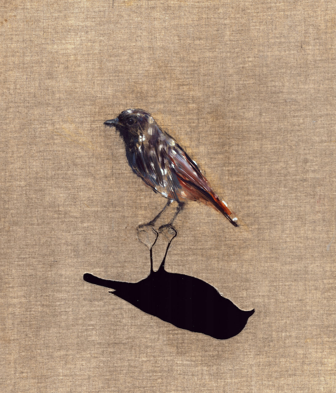 Small Wonders - Black Redstart 1