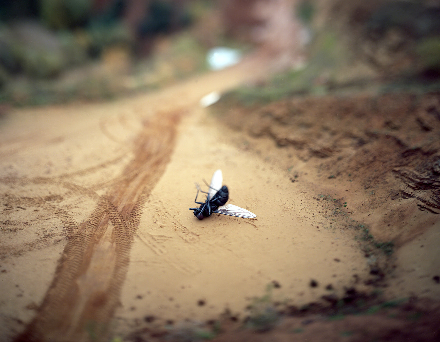 Quarry Fly