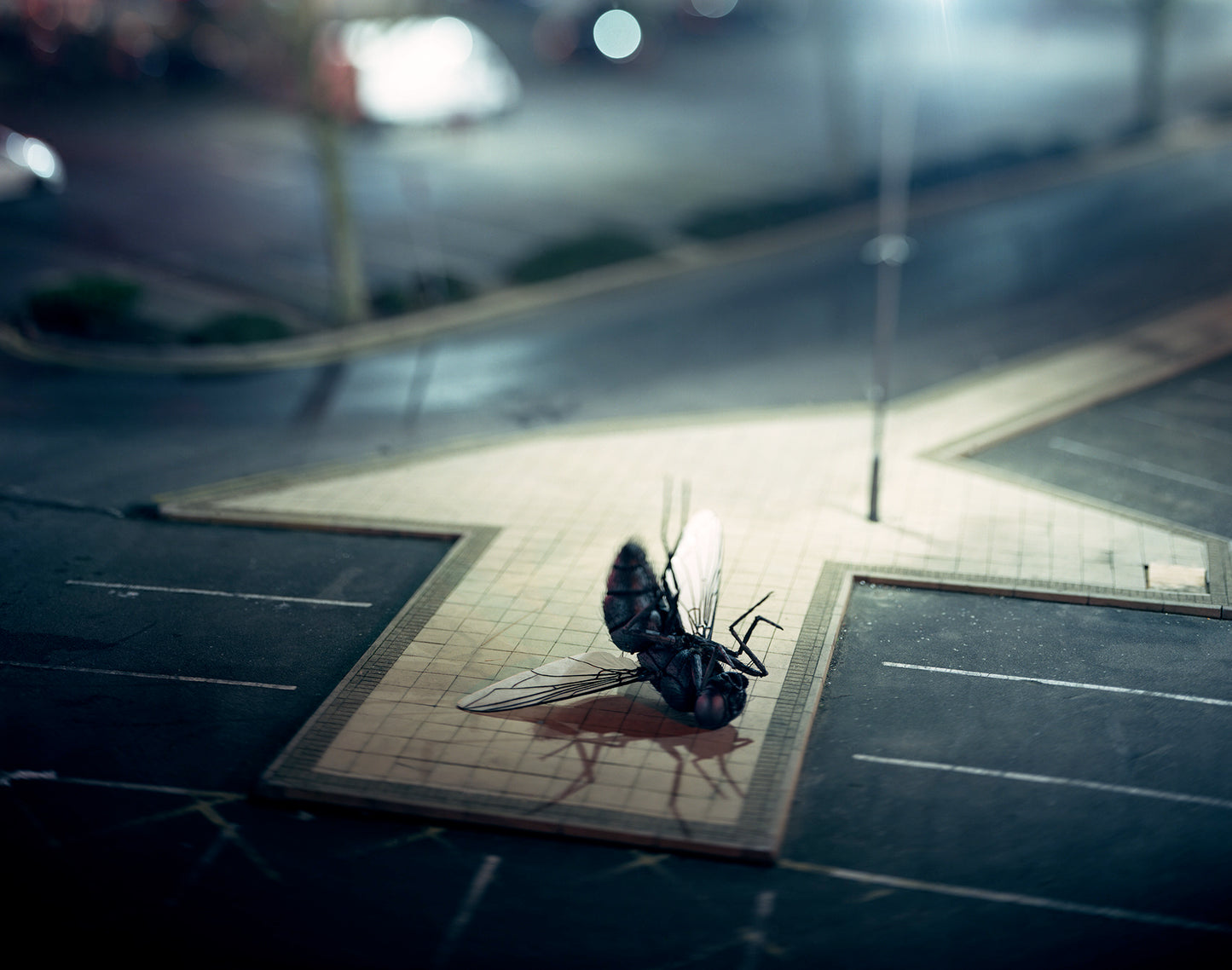 Showcase Fly