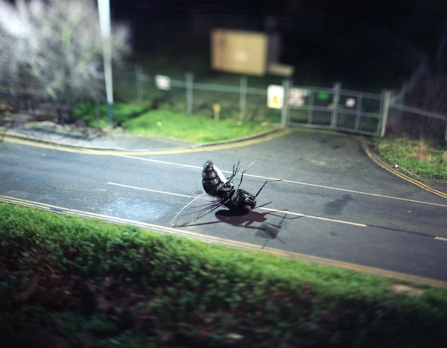 Dorna Fly