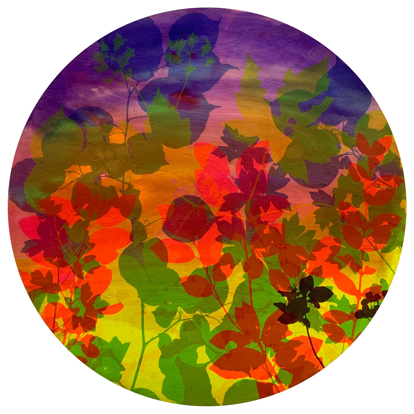 Apple Blossom 19