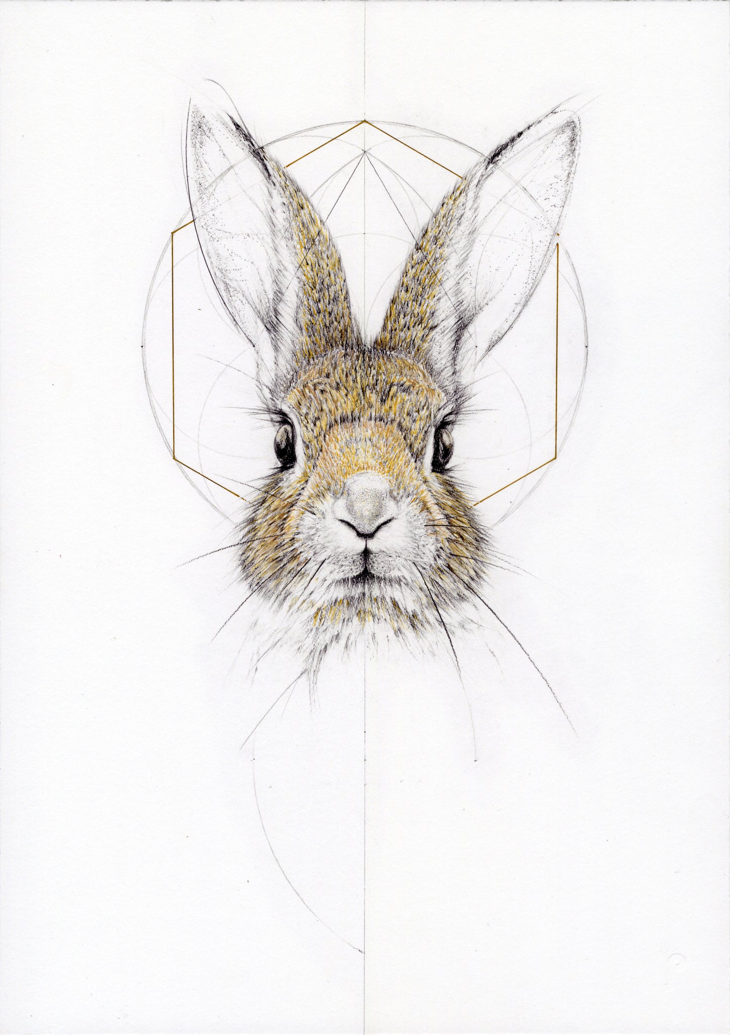Baby Jack Rabbit