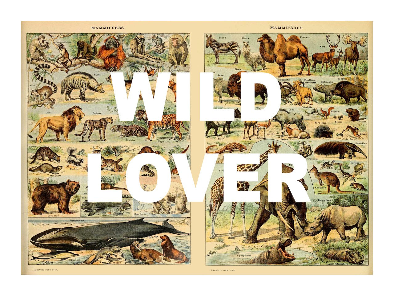 Wild Lover