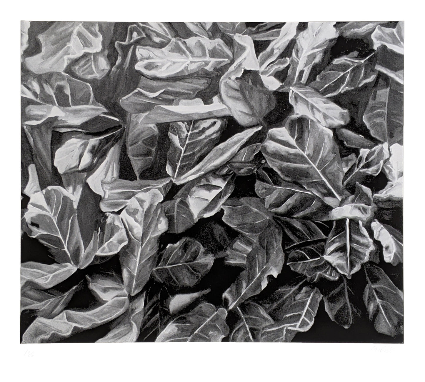 Fig Leaves - Noir