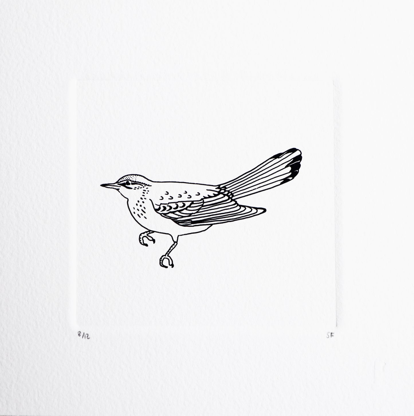 Bird 35