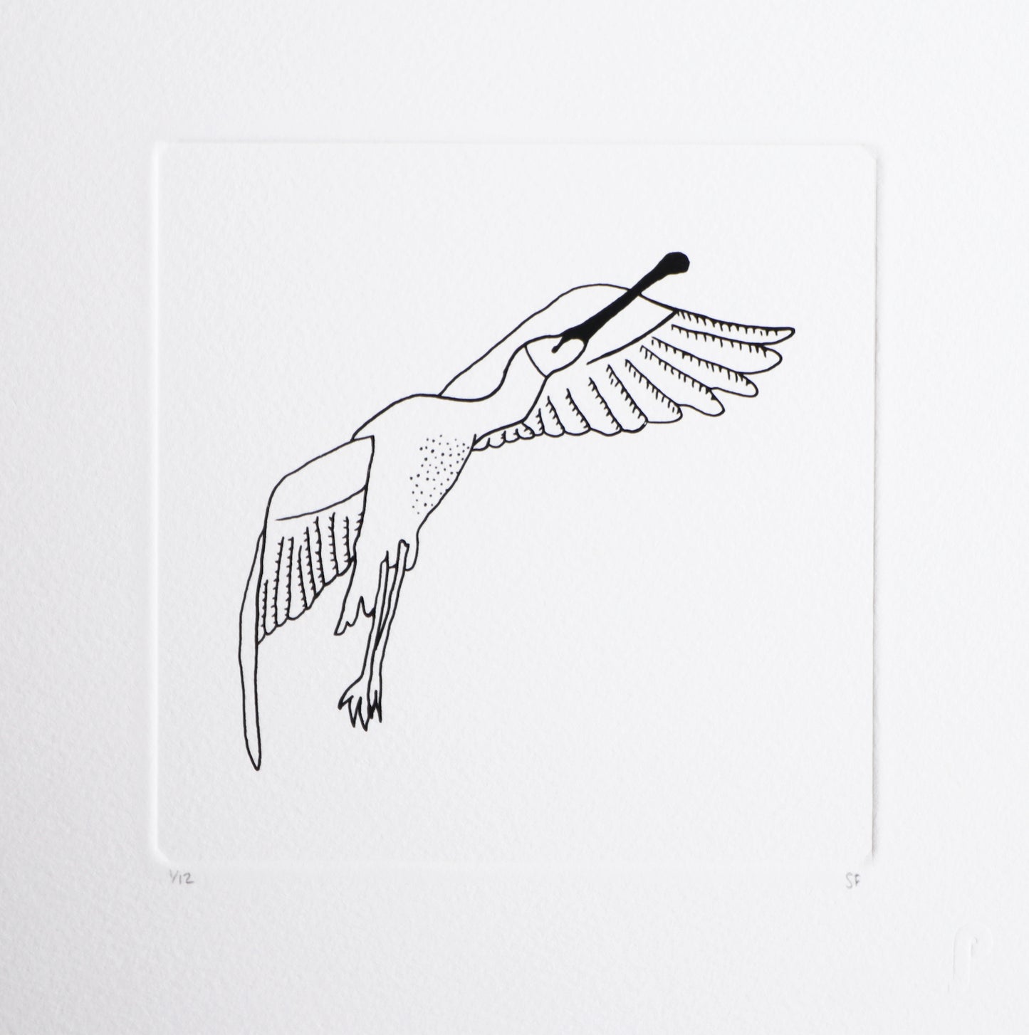 Bird 36