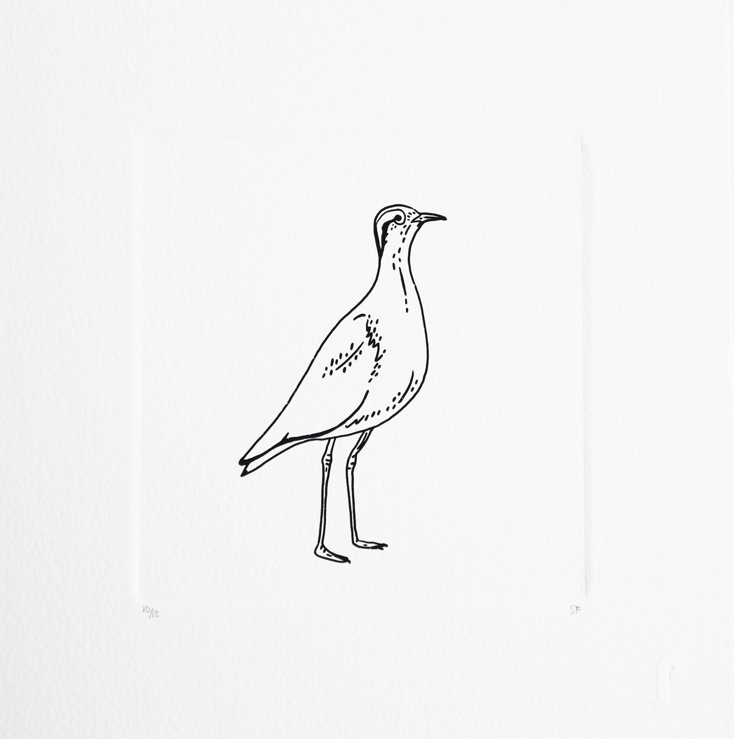 Bird 50