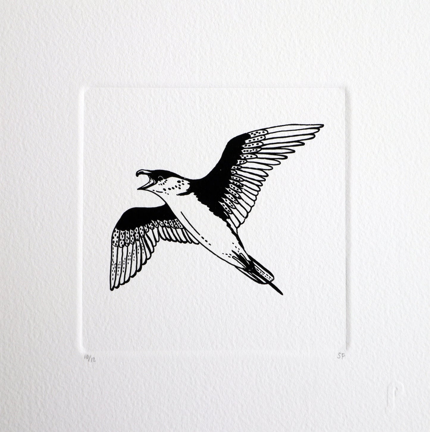 Bird 51