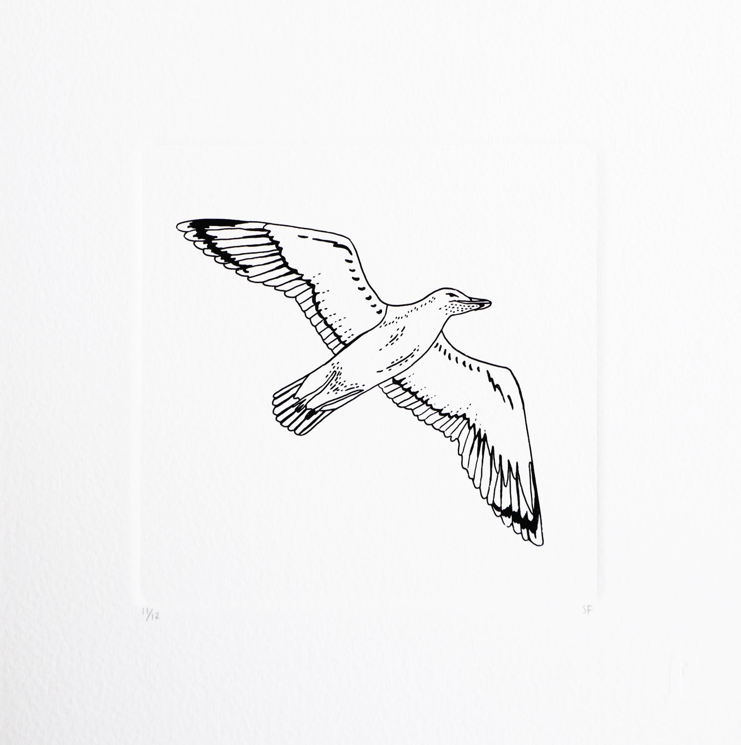 Bird 52