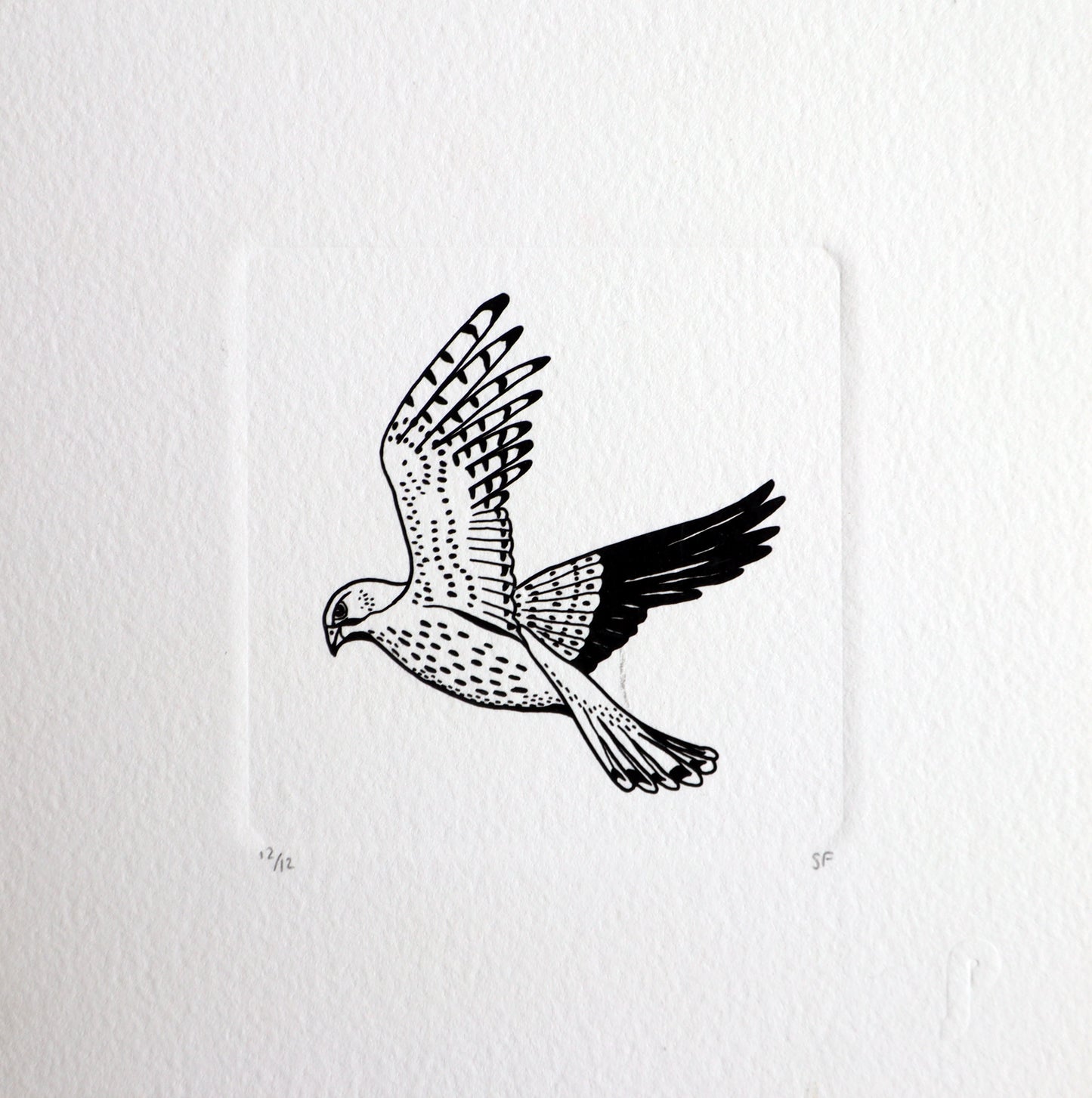 Bird 65