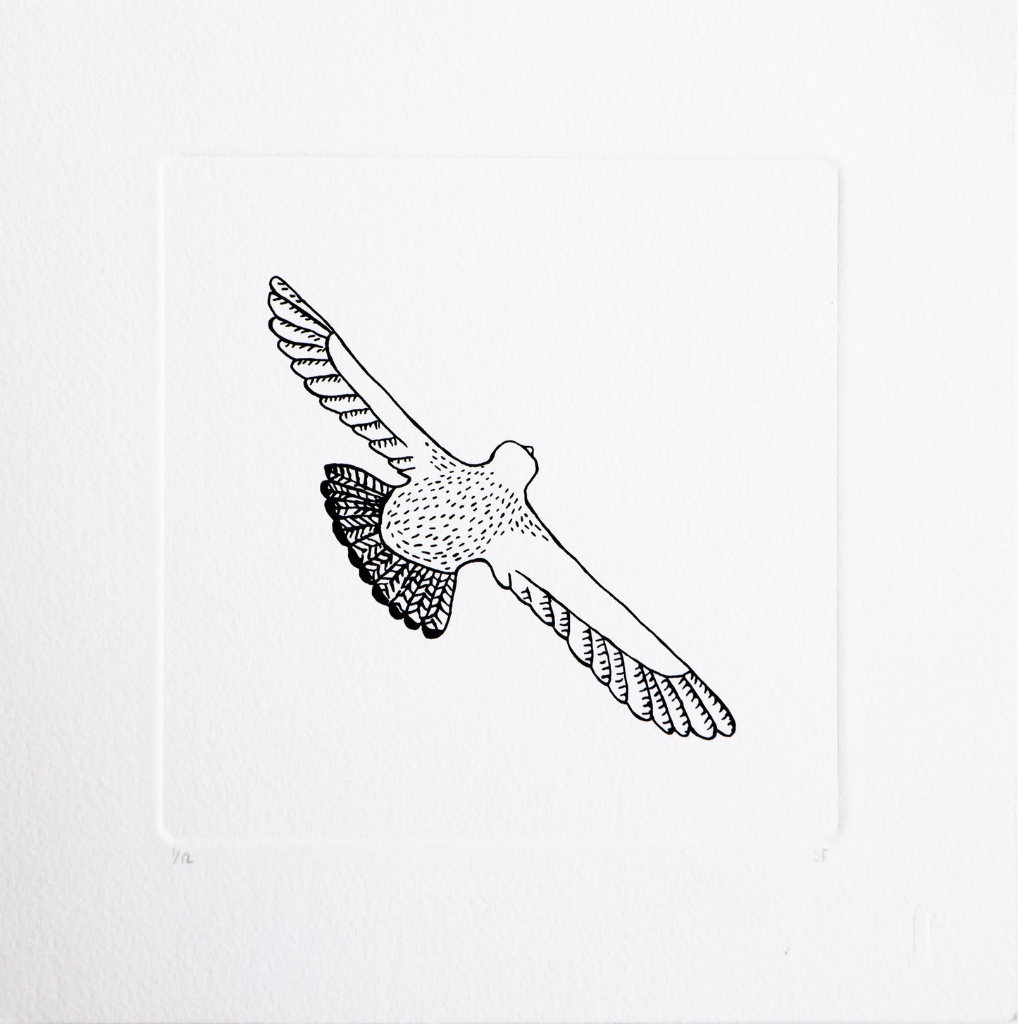 Bird 72
