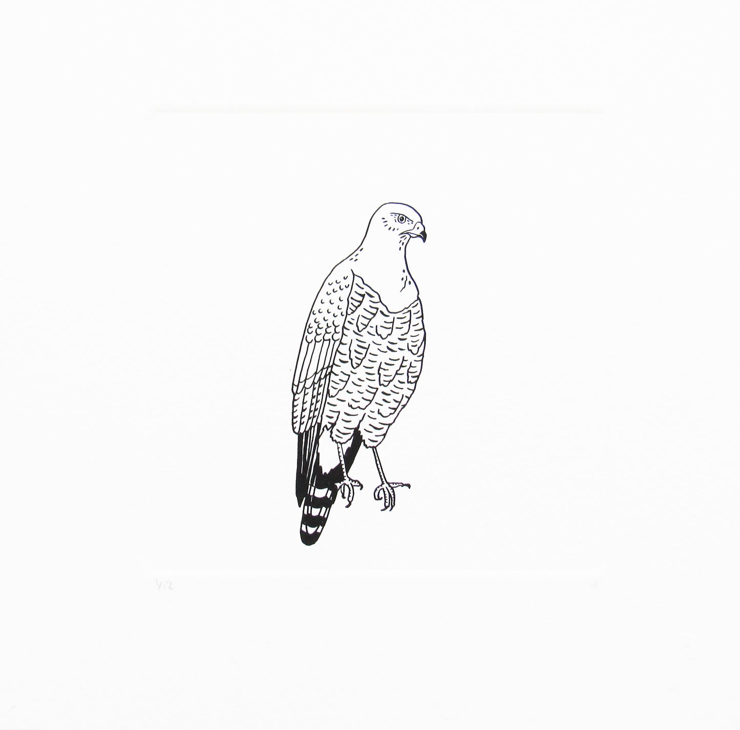 Bird 2