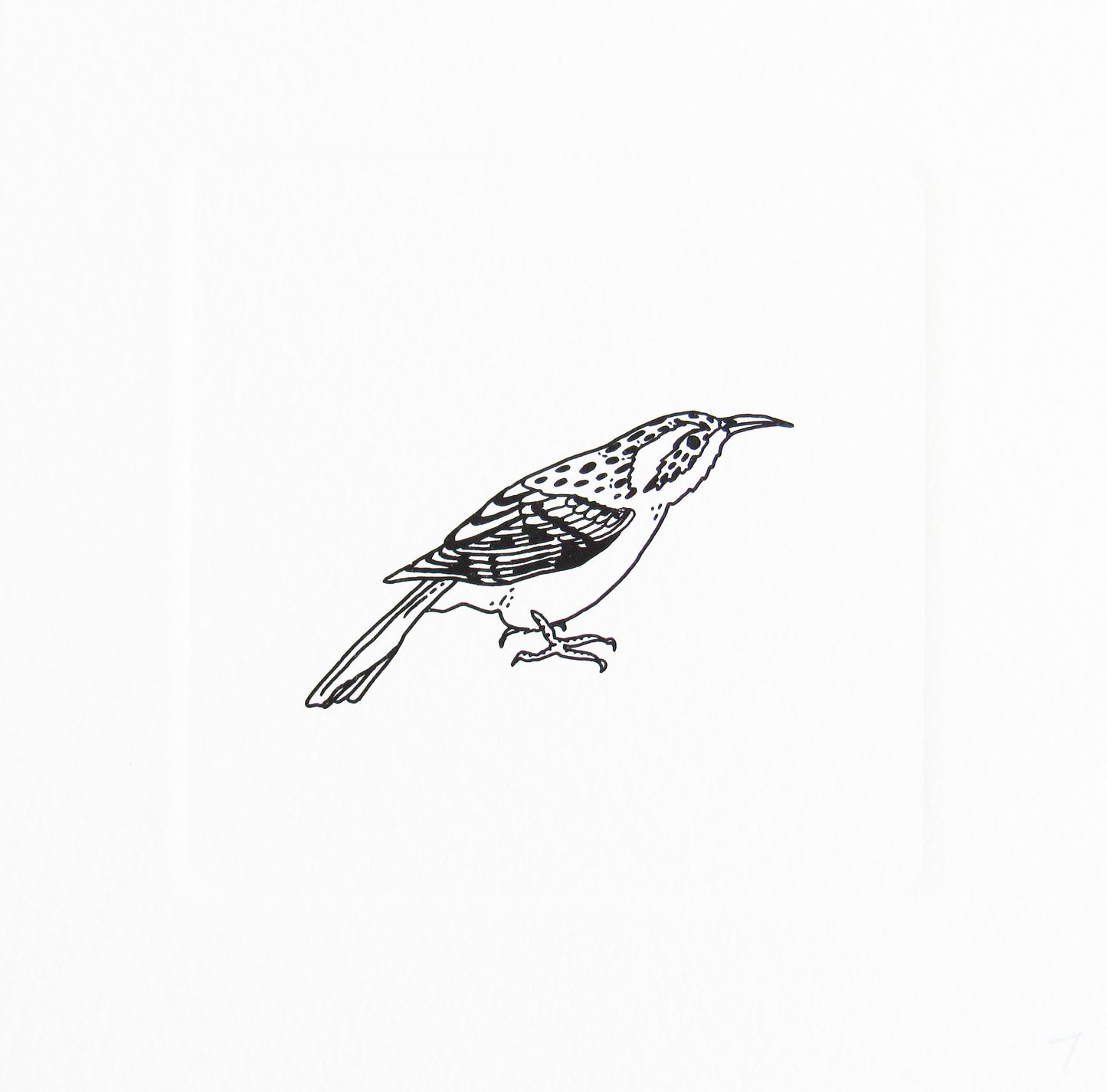 Bird 4