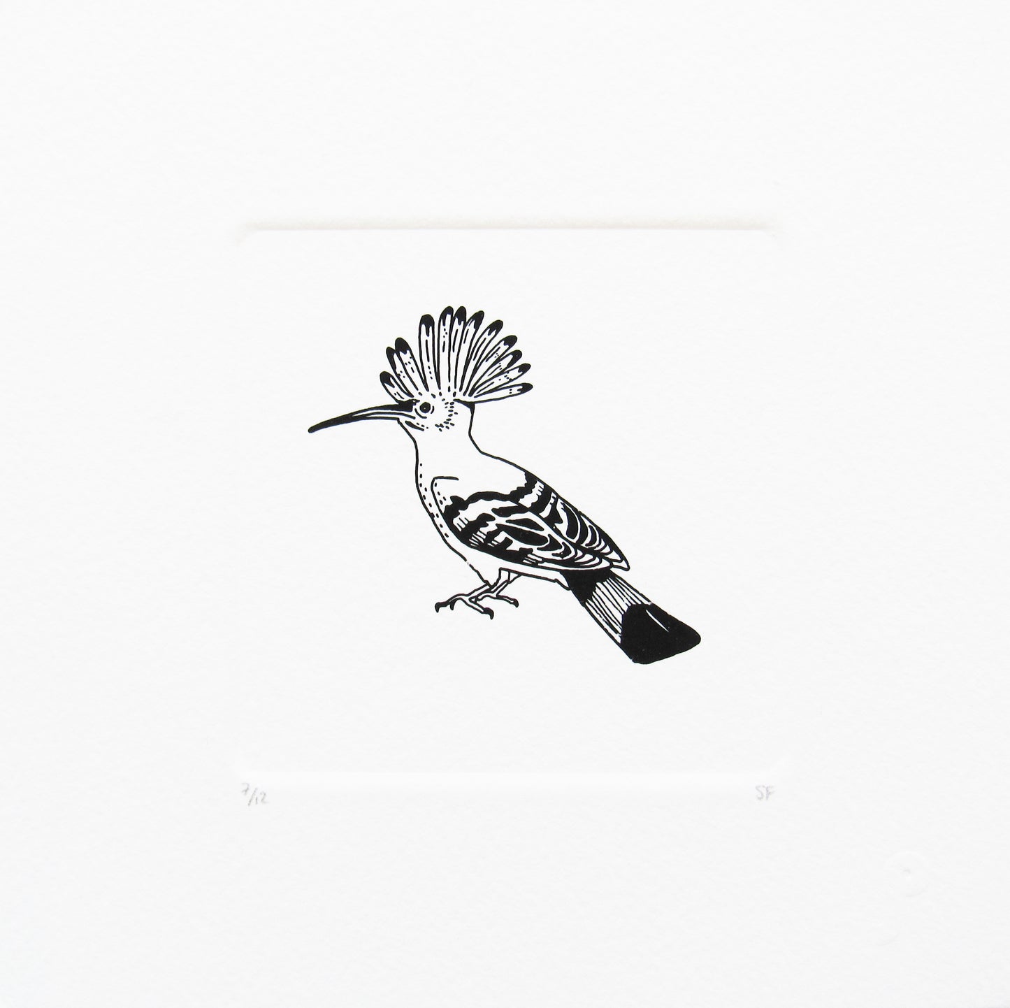 Bird 8