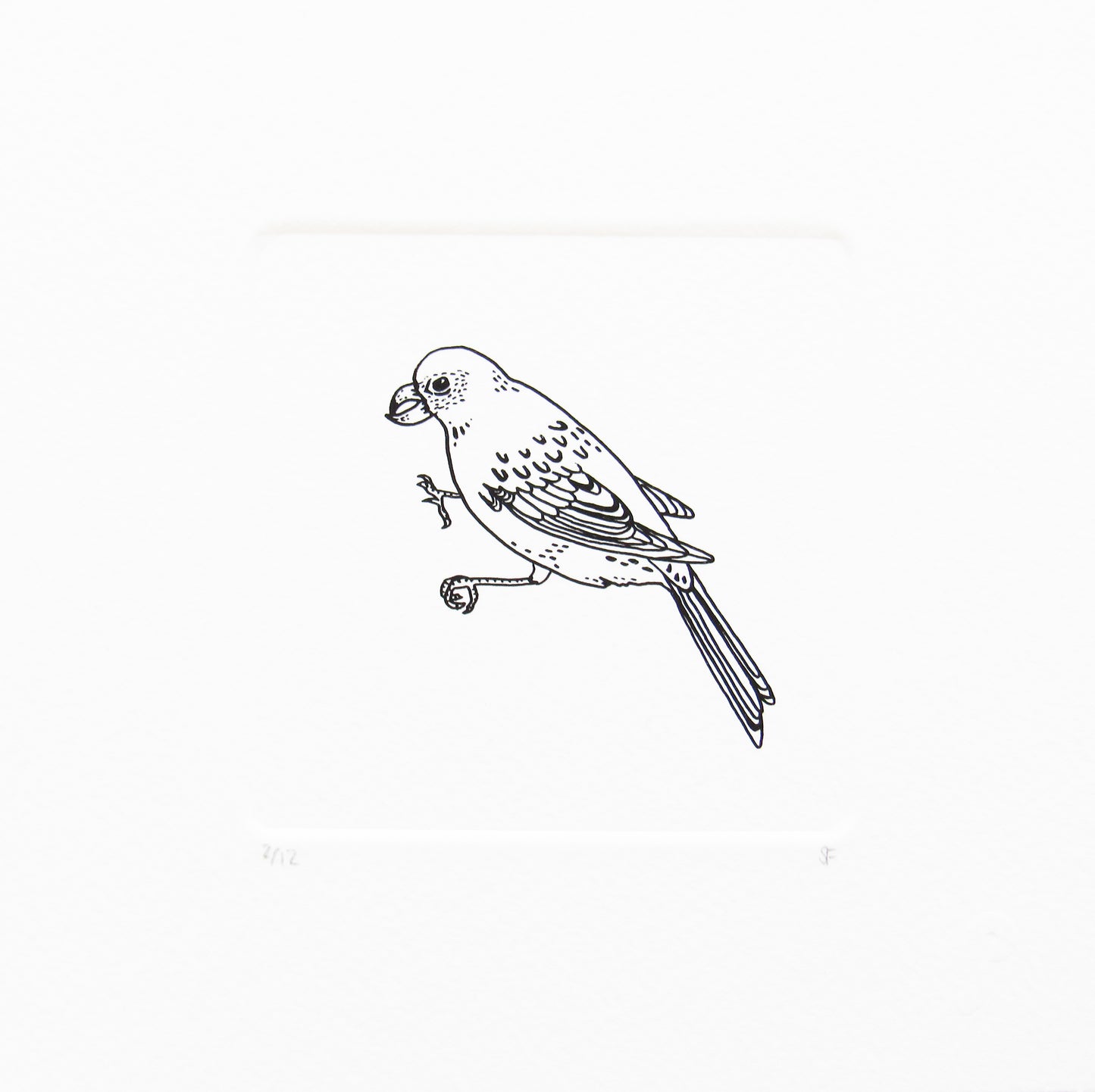 Bird 9