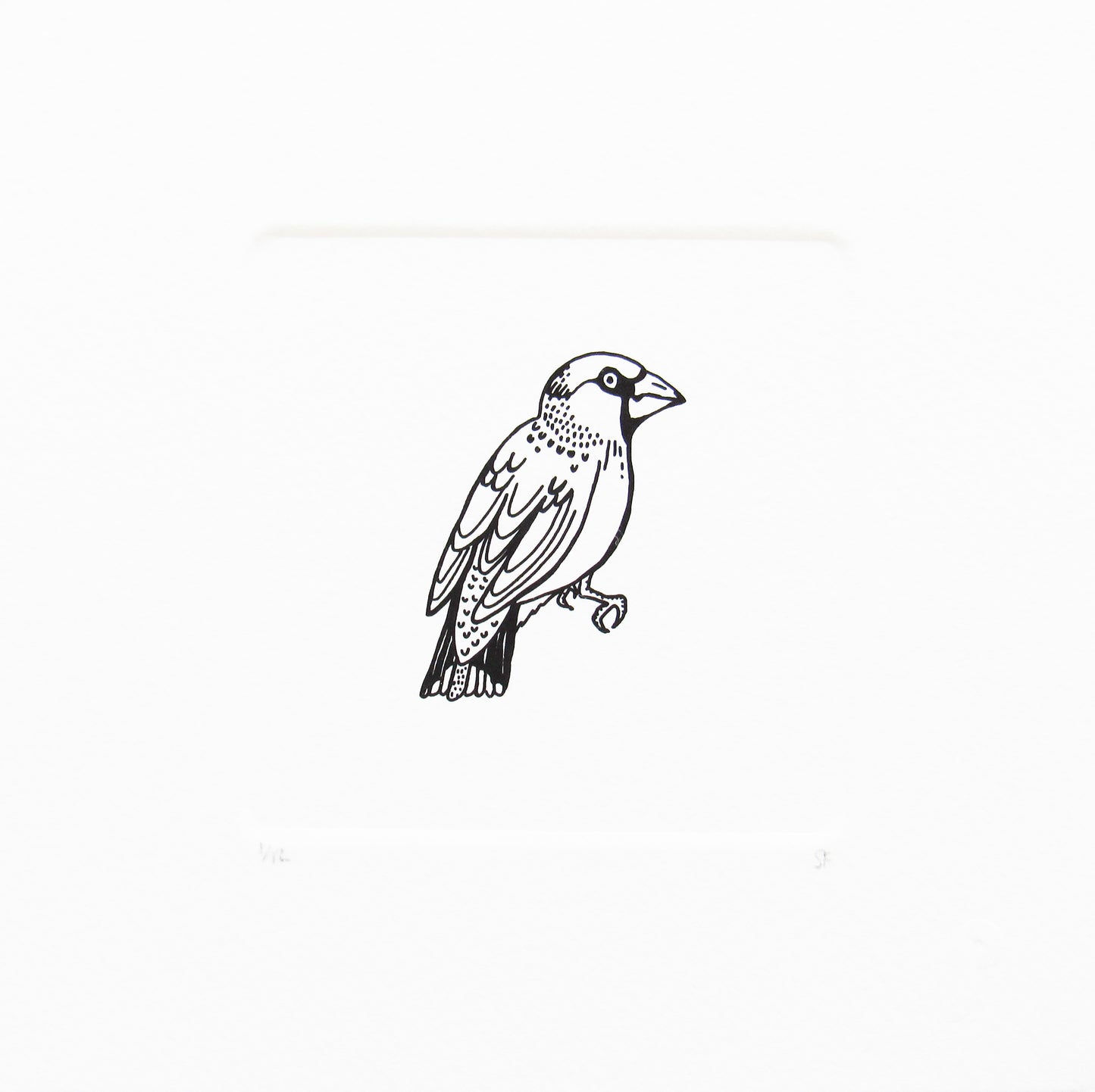 Bird 14