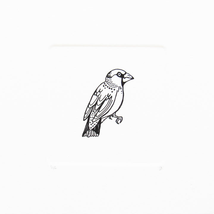 Bird 14