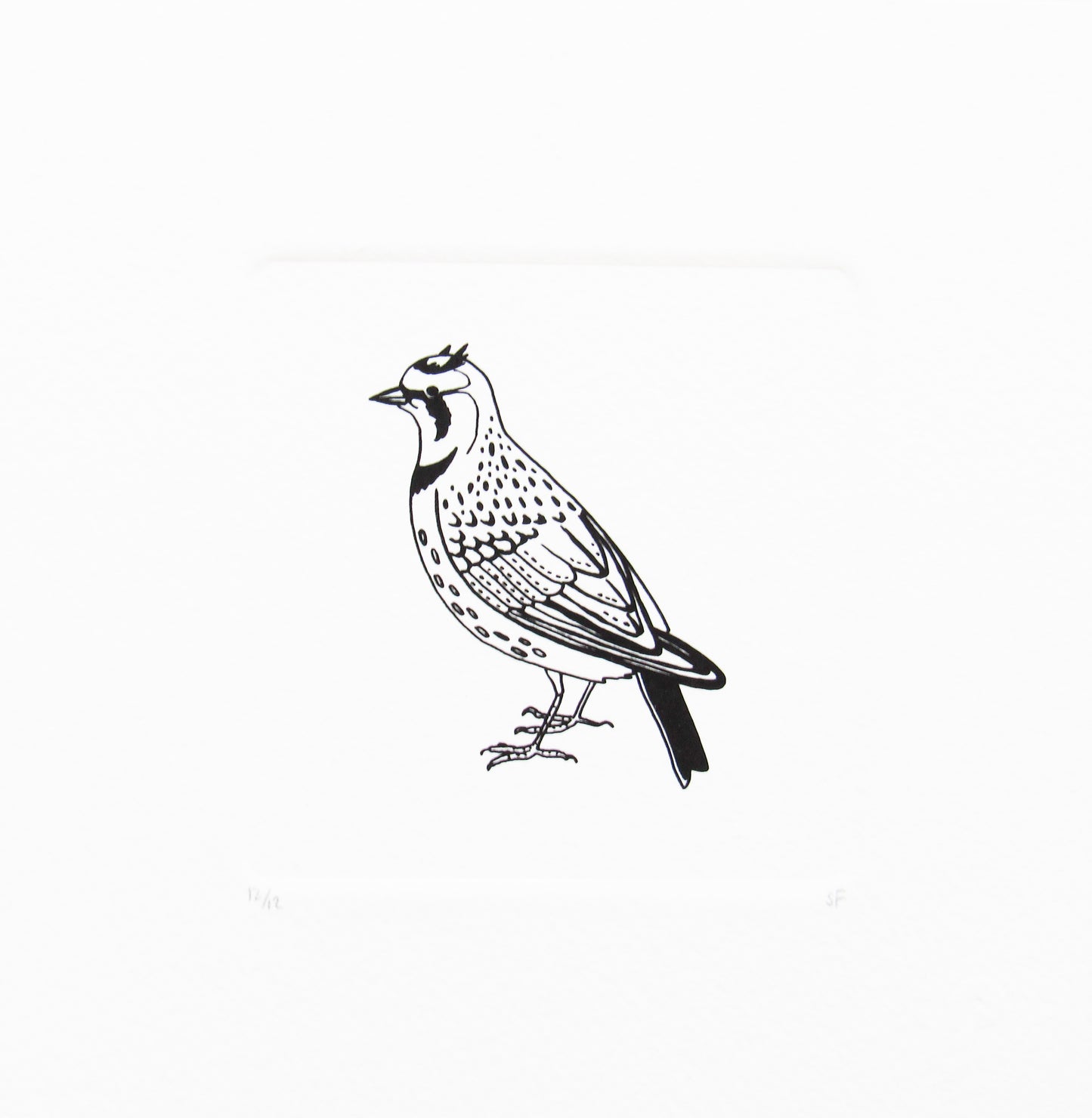 Bird 16