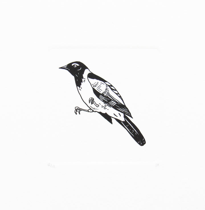Bird 17