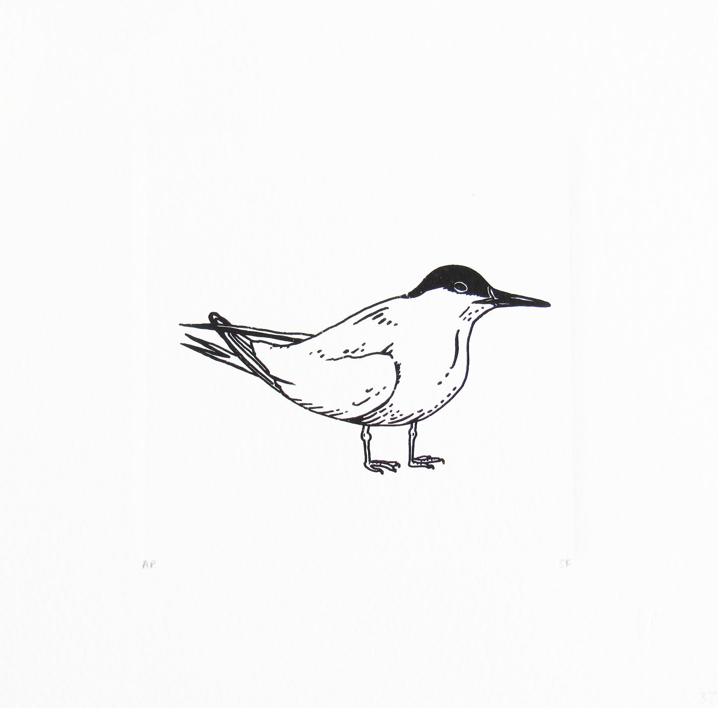 Bird 31