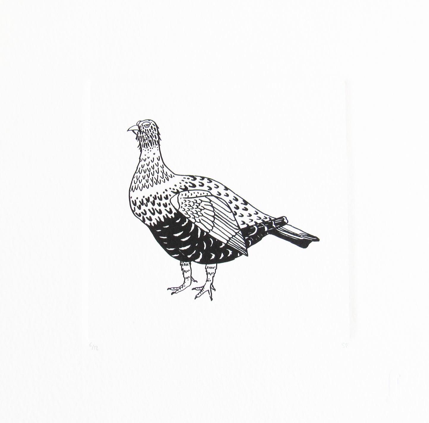Bird 33