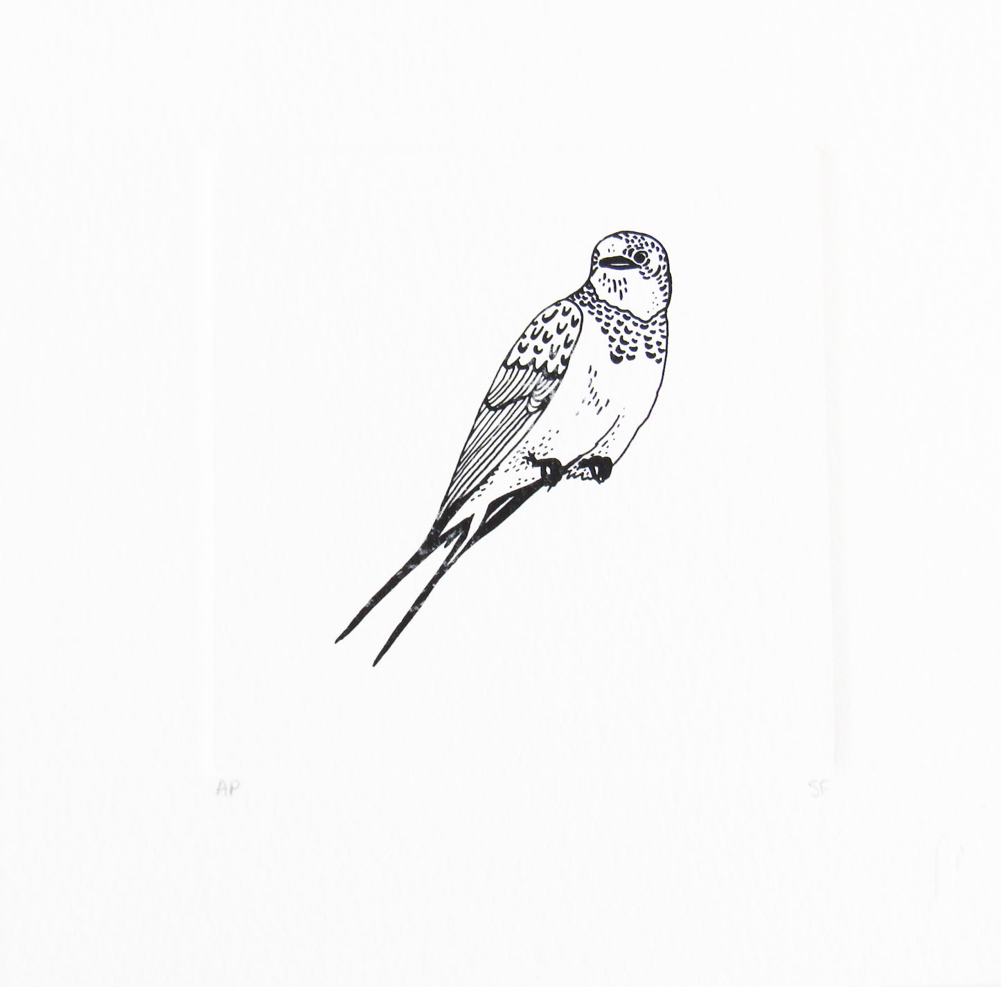 Bird 37
