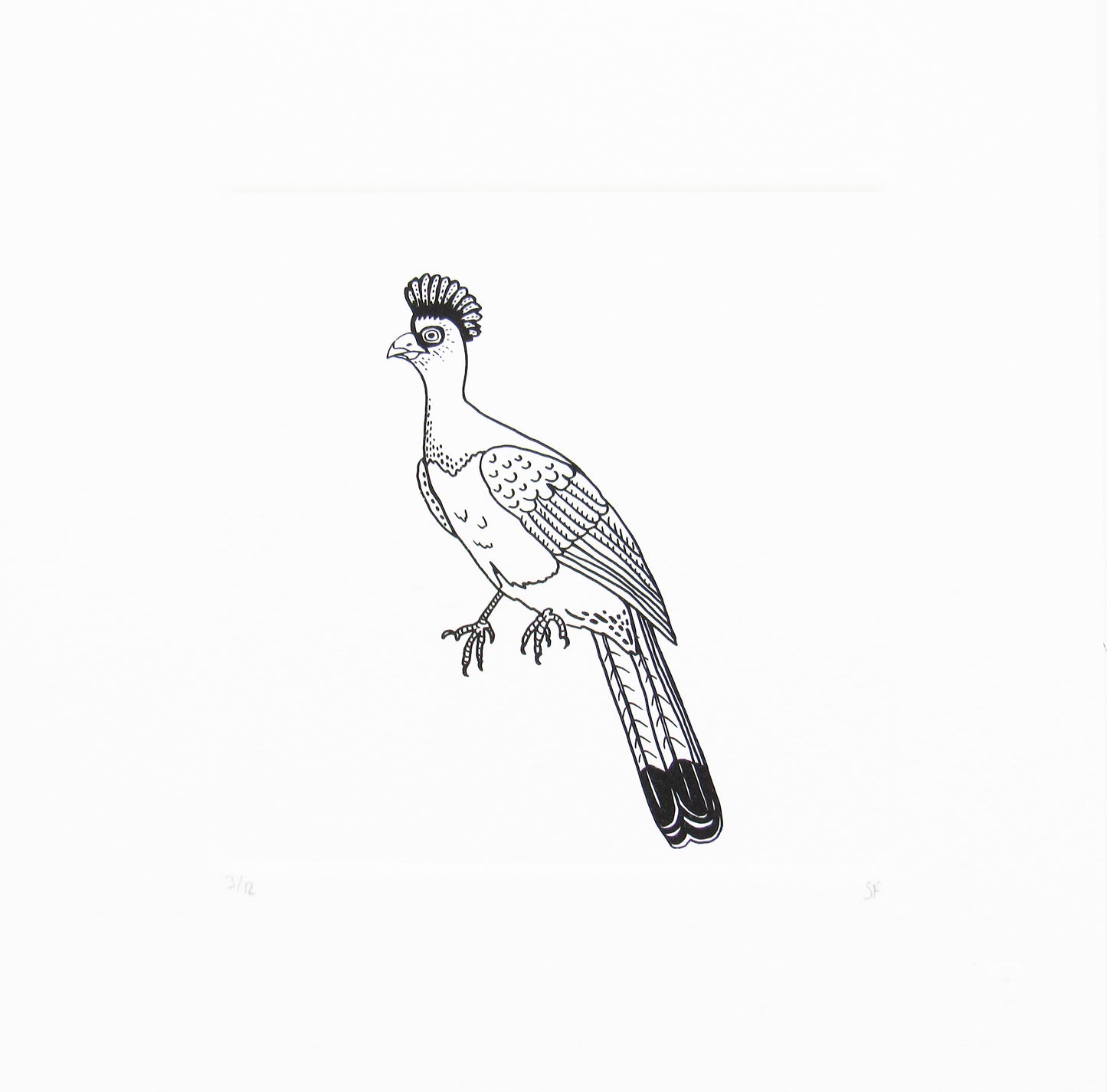 Bird 46
