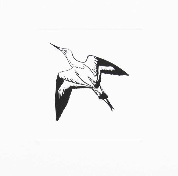 Bird 47
