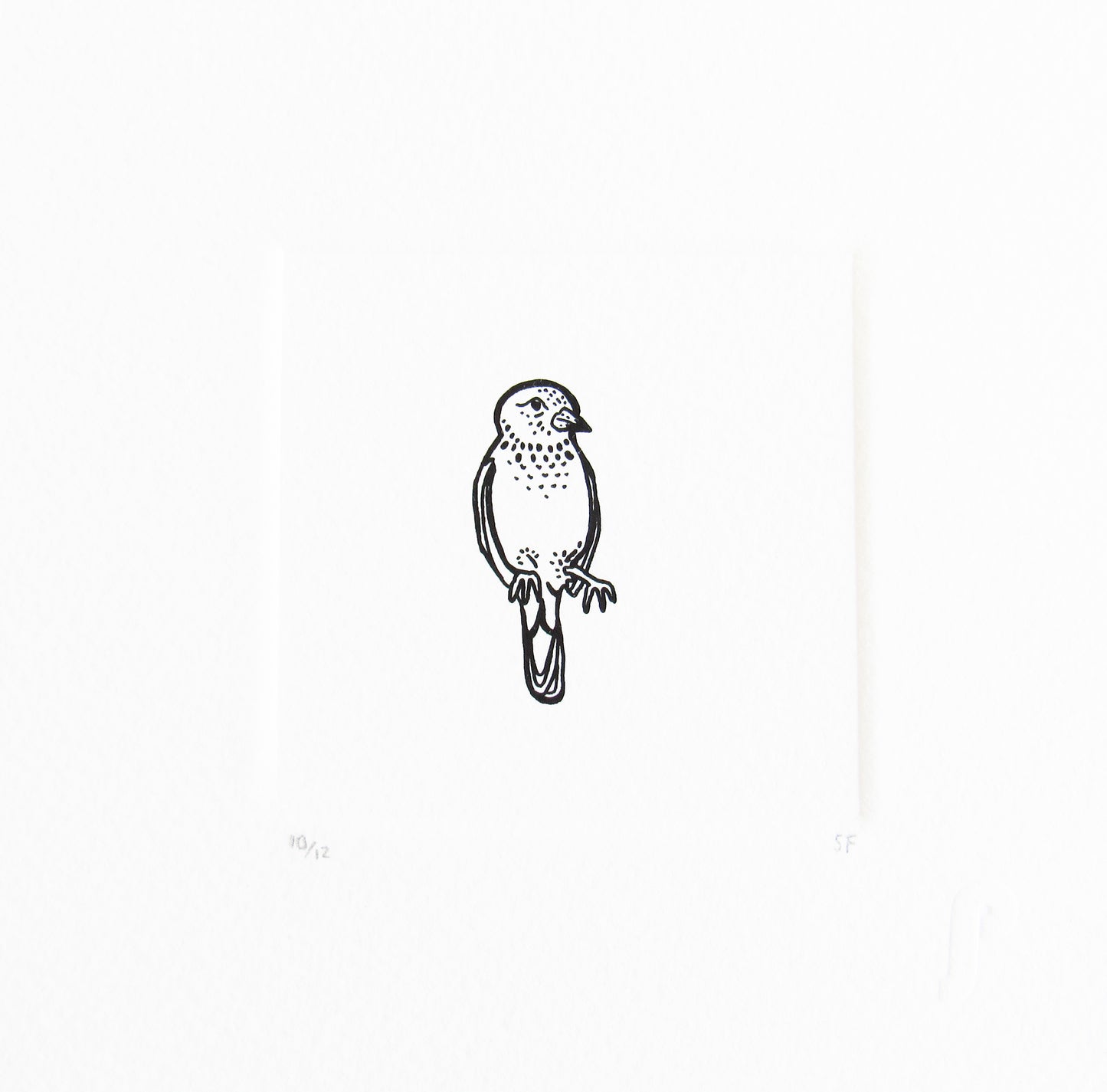 Bird 40