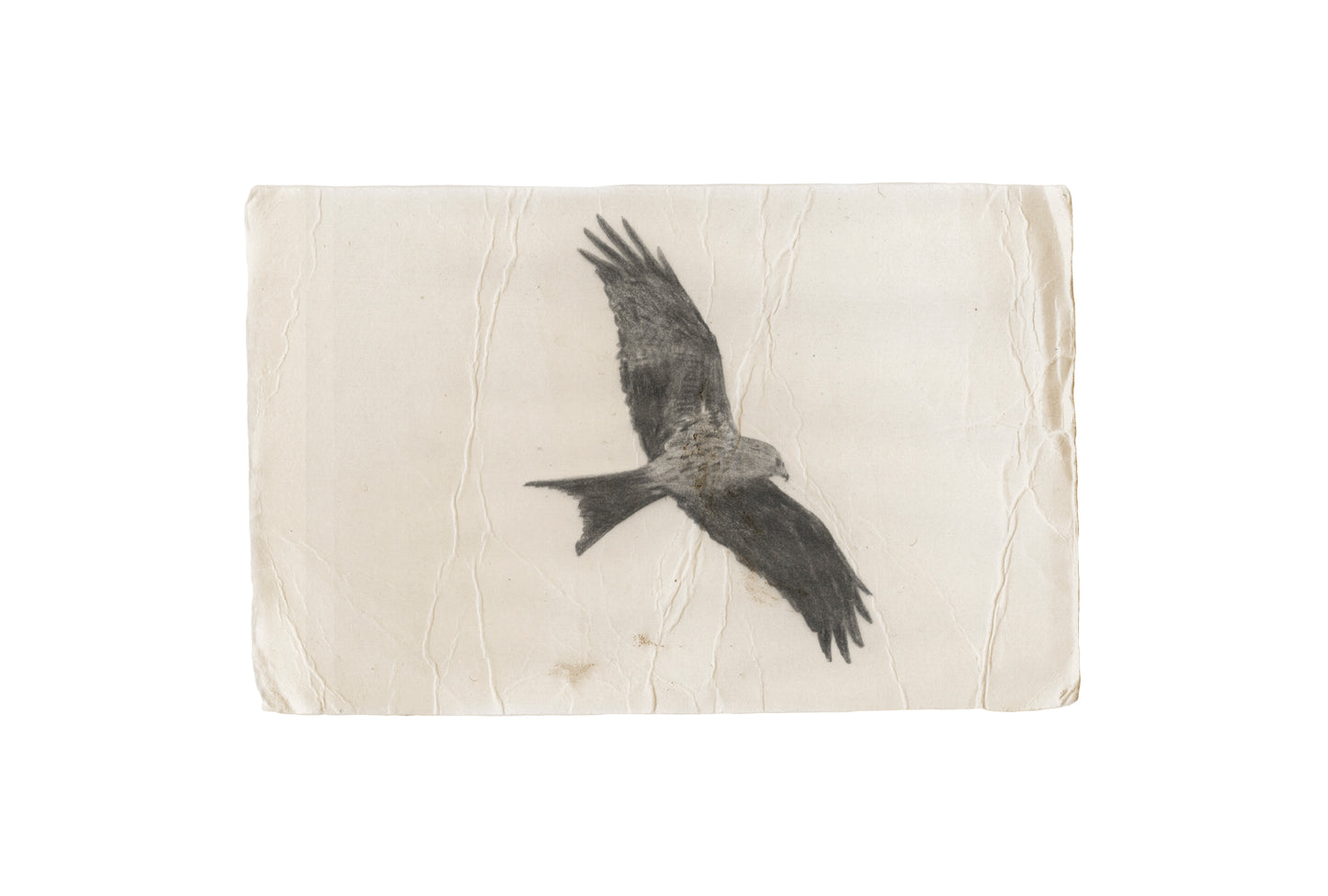 Kite