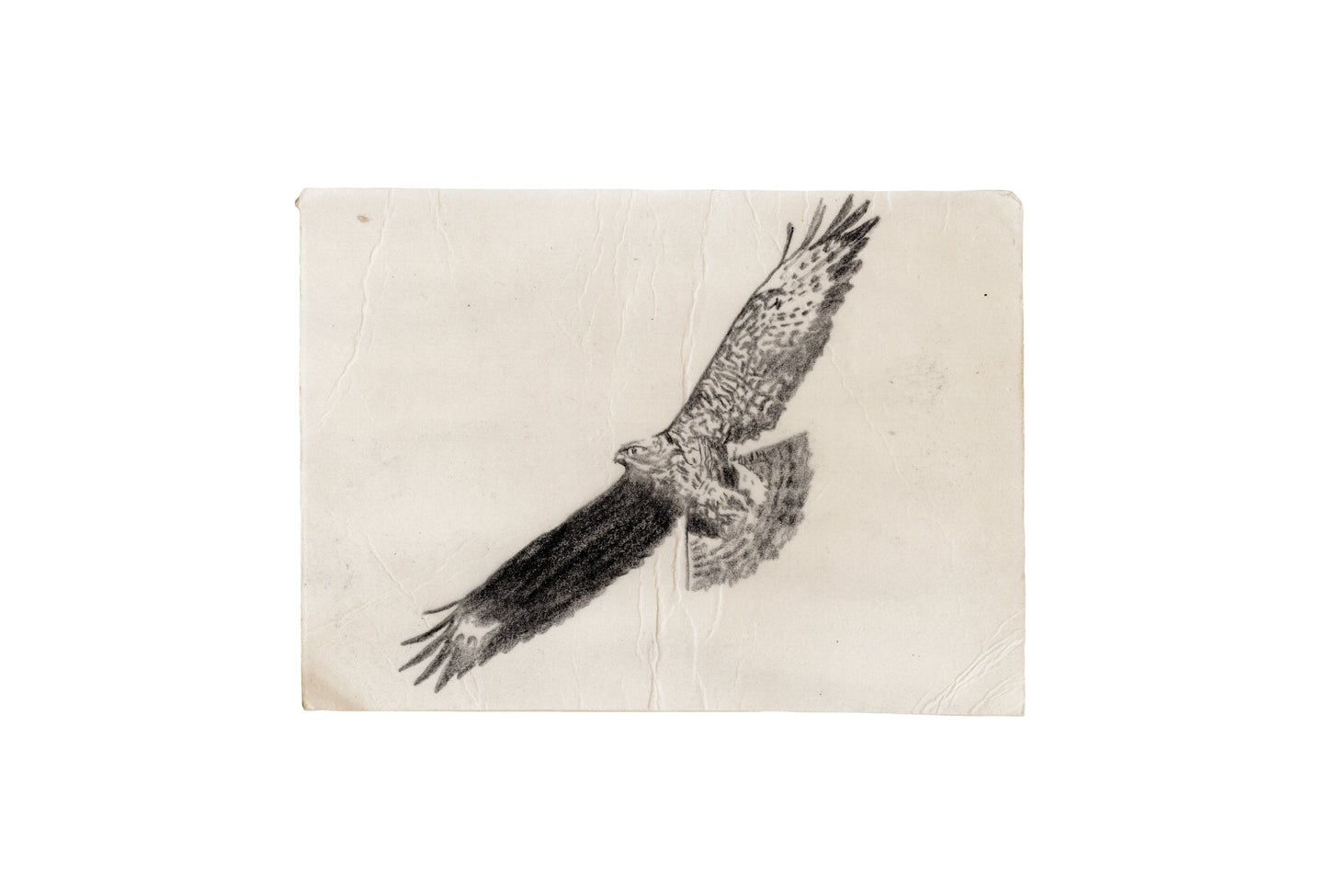 Windhover