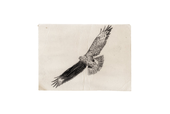Windhover