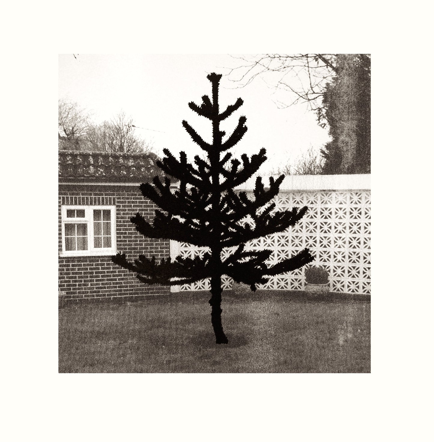 How Crooked Are Your Branches - New Empire