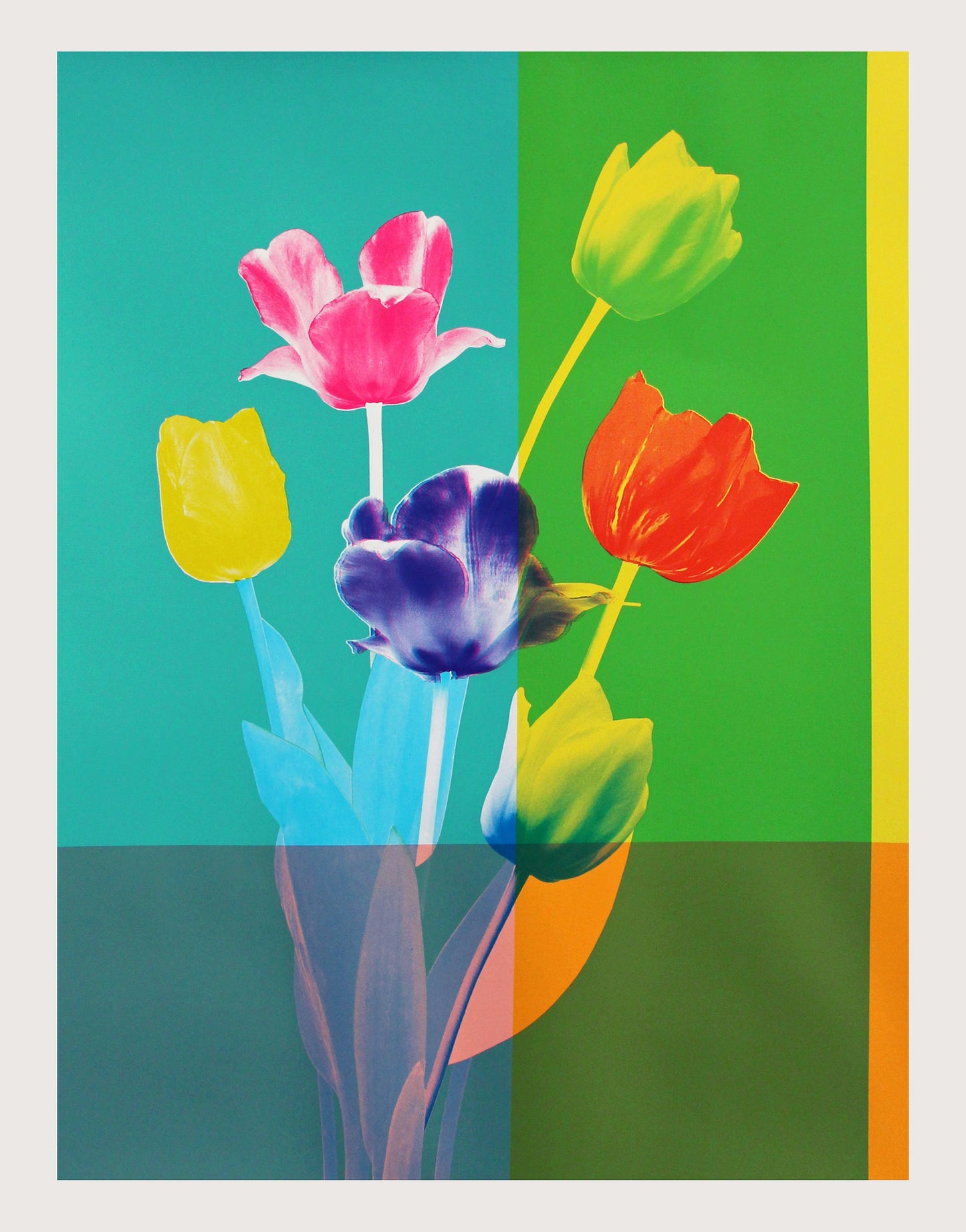 Tulips