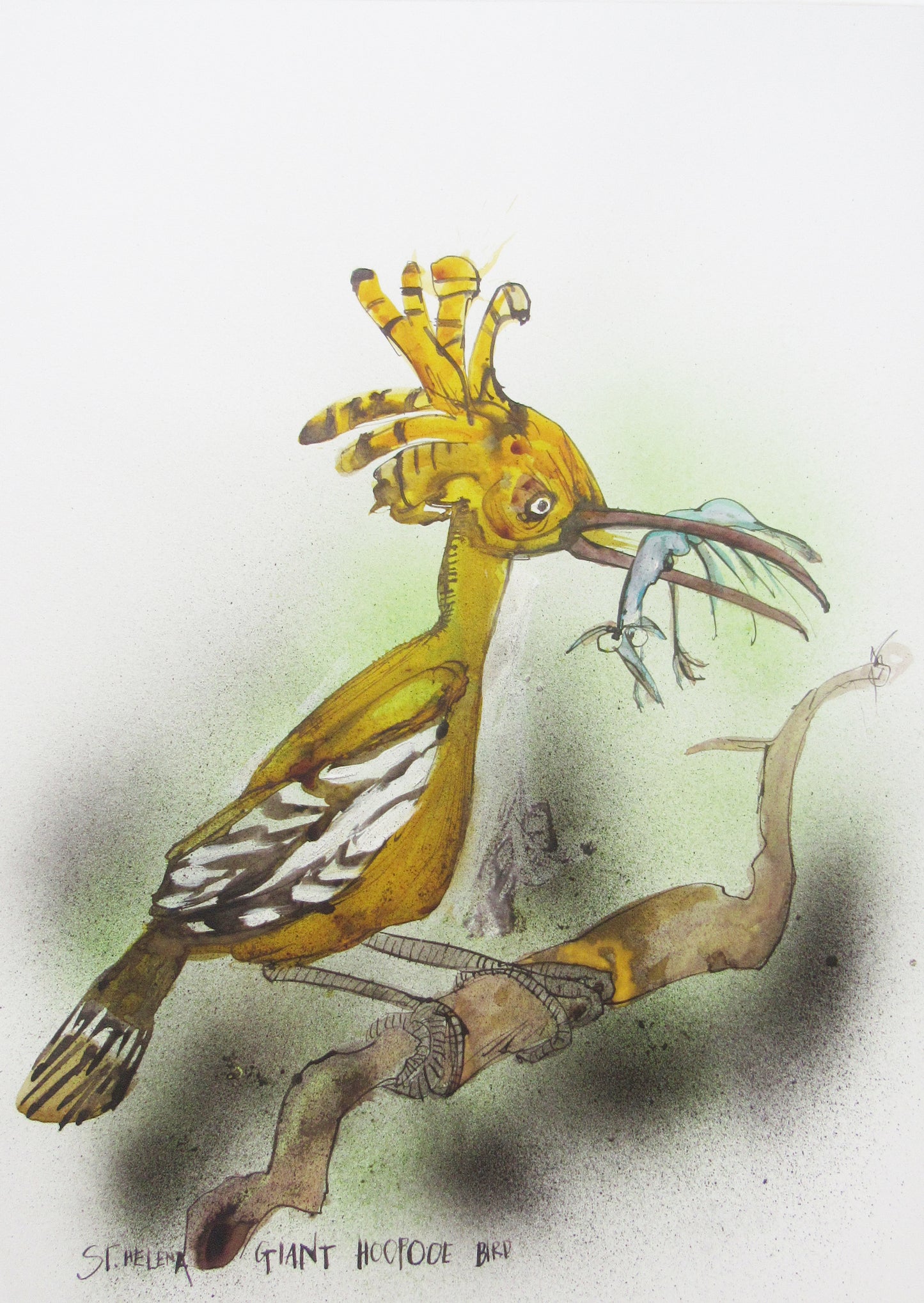 St Helena Giant Hoopoe