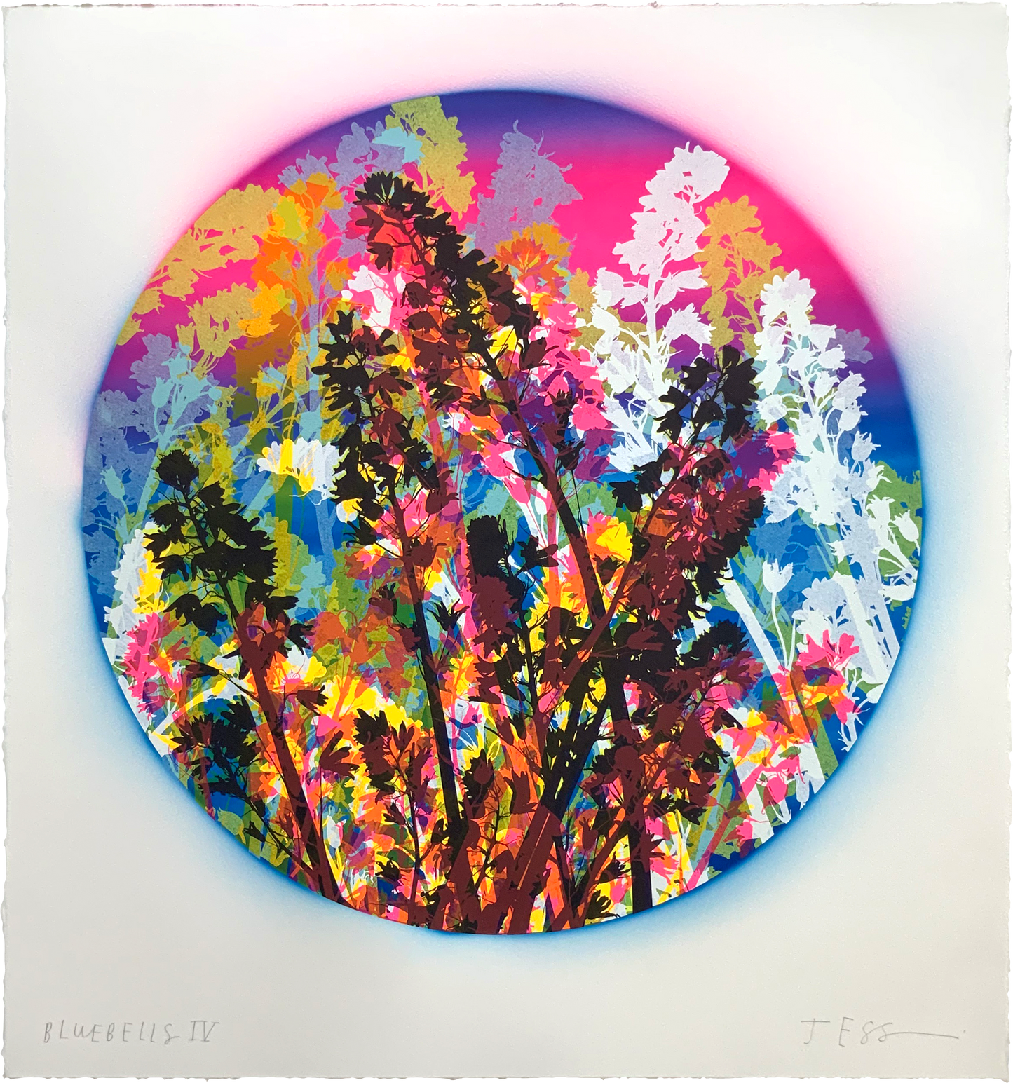 Bluebells 04
