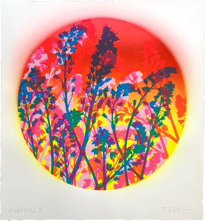 Bluebells 10