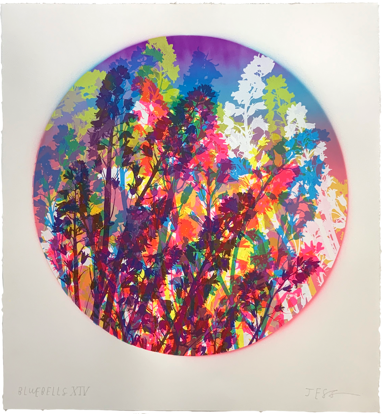 Bluebells 14