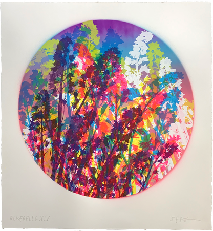 Bluebells 14