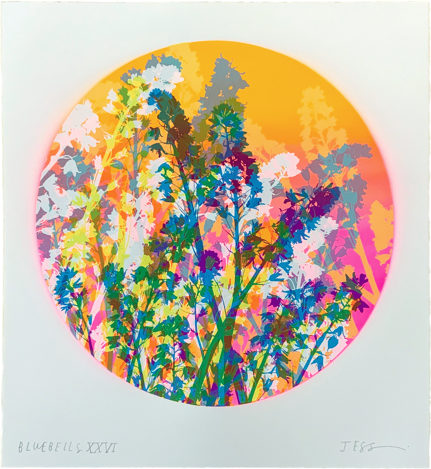 Bluebells 26