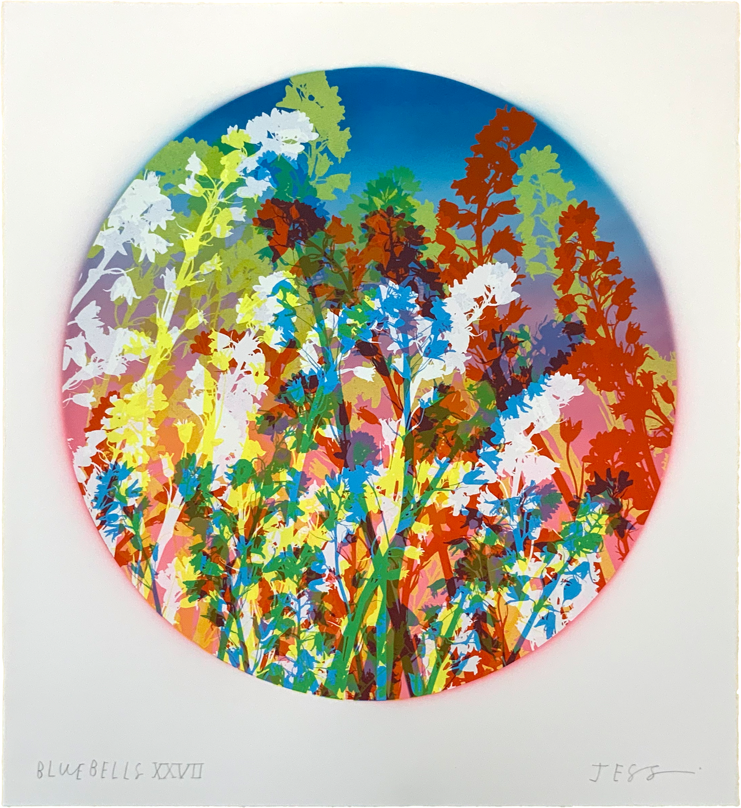 Bluebells 27