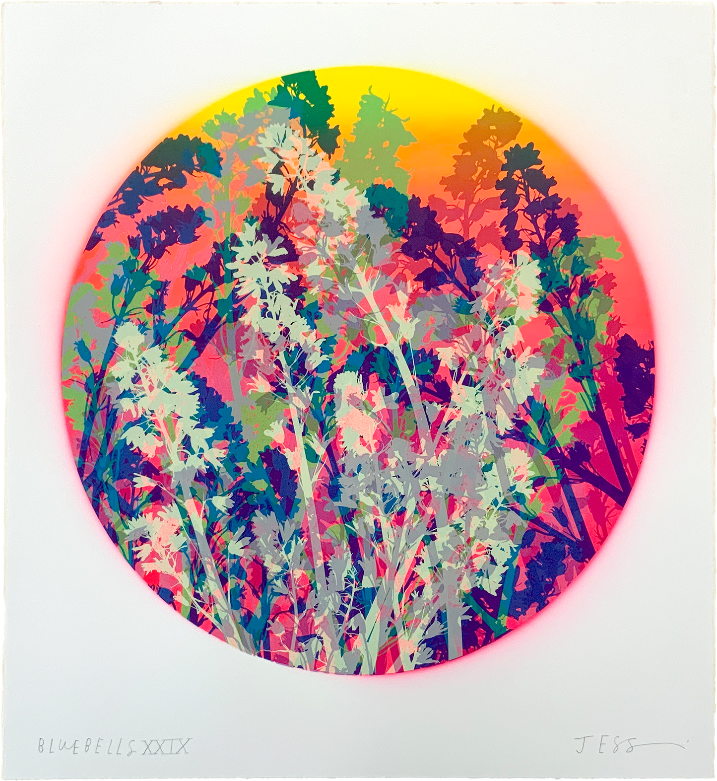 Bluebells 29
