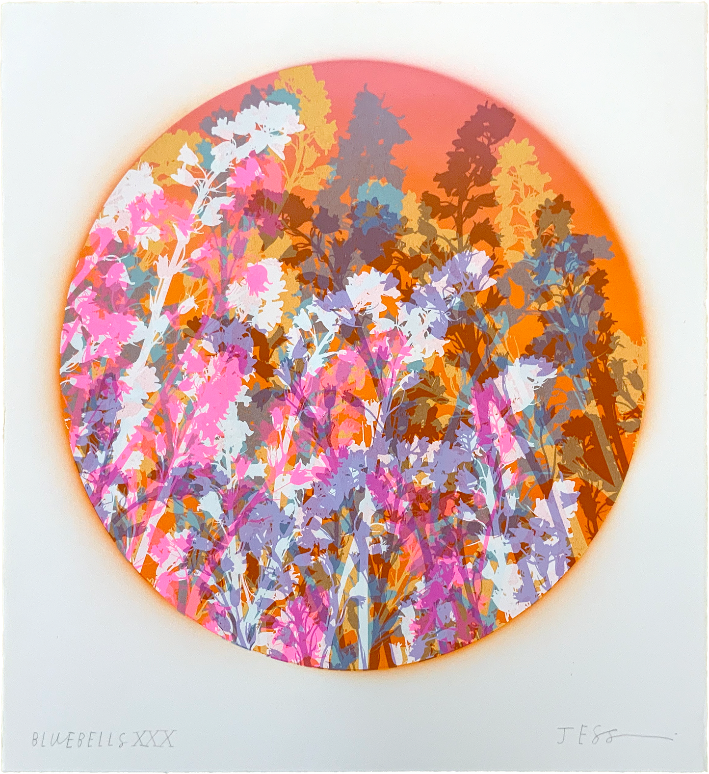 Bluebells 30