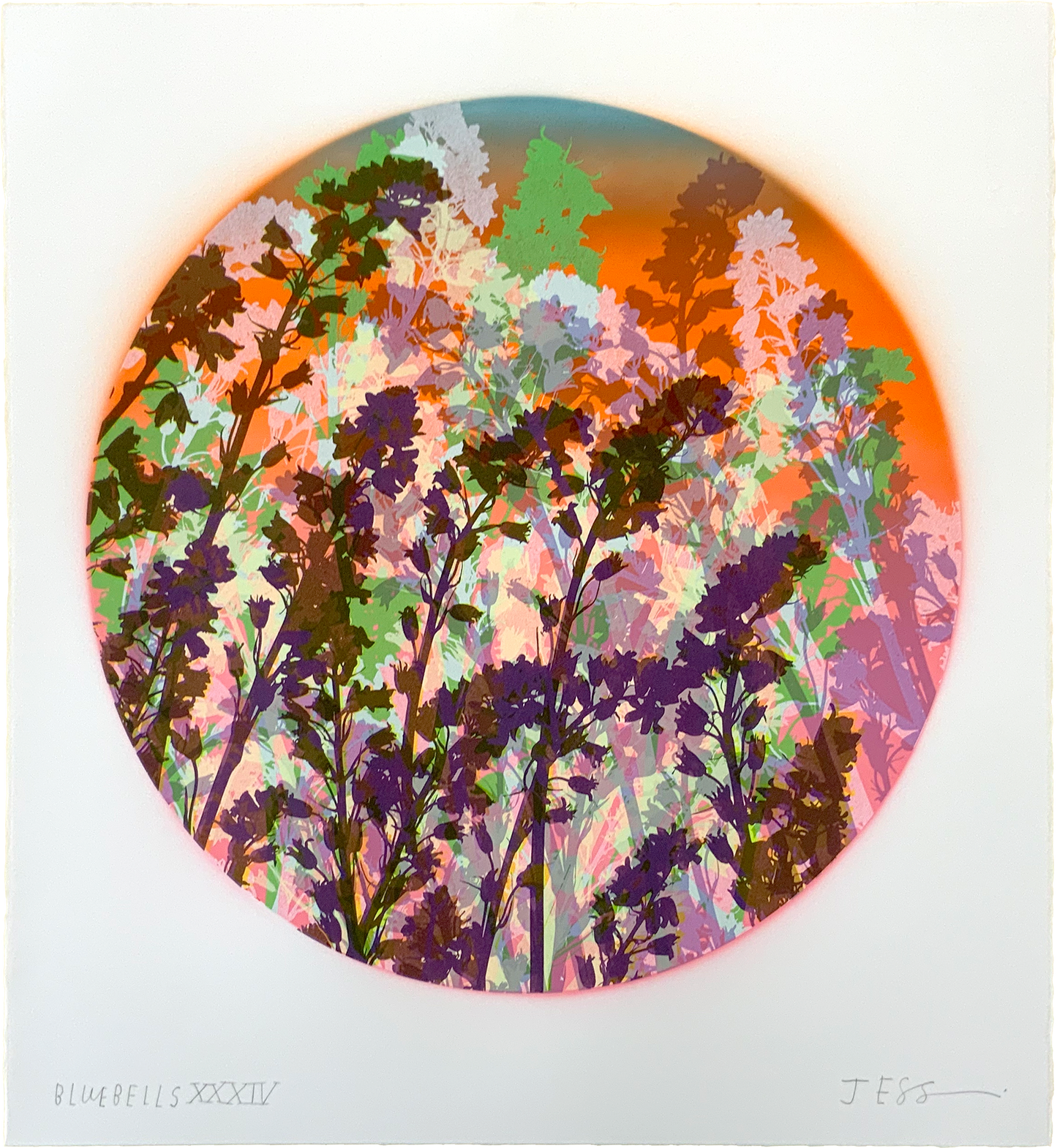 Bluebells 34
