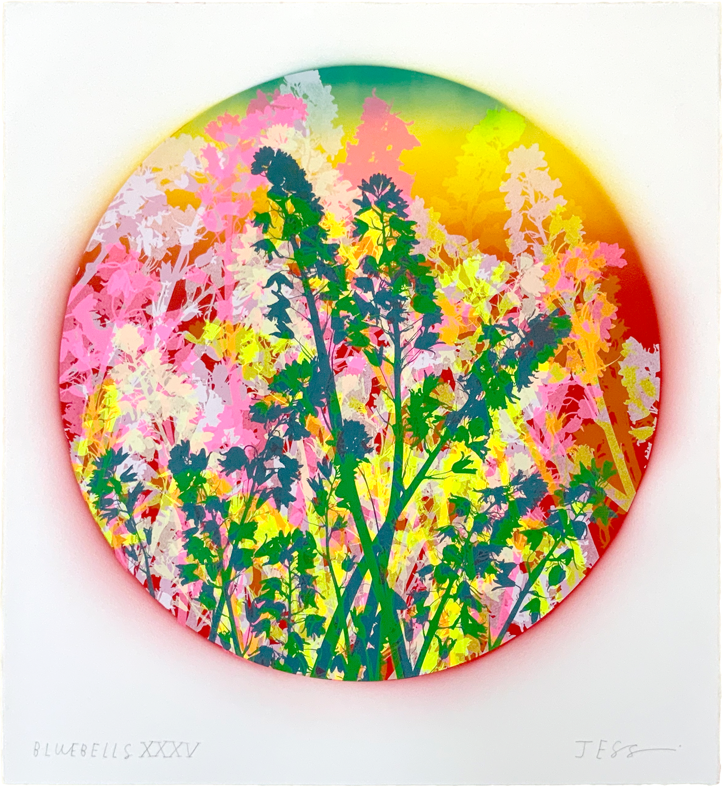 Bluebells 35