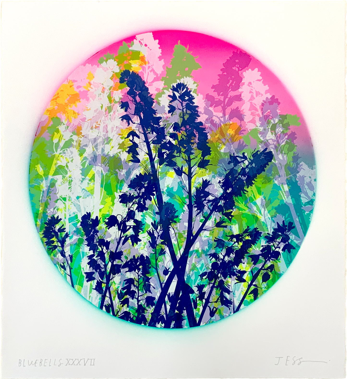 Bluebells 37